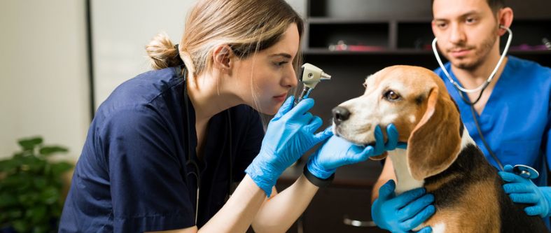 La importancia de la labor de un veterinario [EN NÚMEROS] y el cuidado de los animales