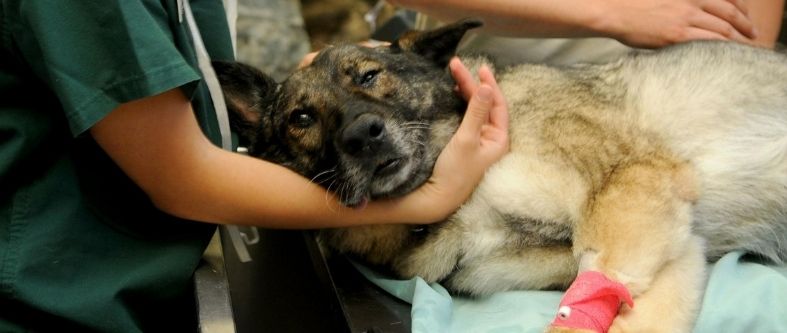 ¿Por qué estudiar veterinaria en una universidad privada?