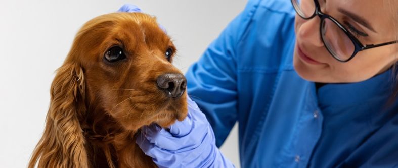 Veterinaria: La carrera perfecta si tienes estas 5 competencias