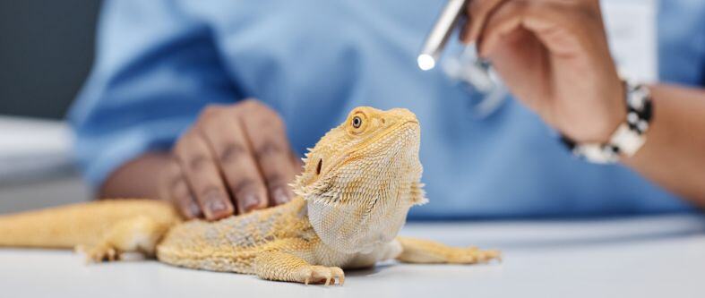 5 principales retos de la Licenciatura en Medicina Veterinaria