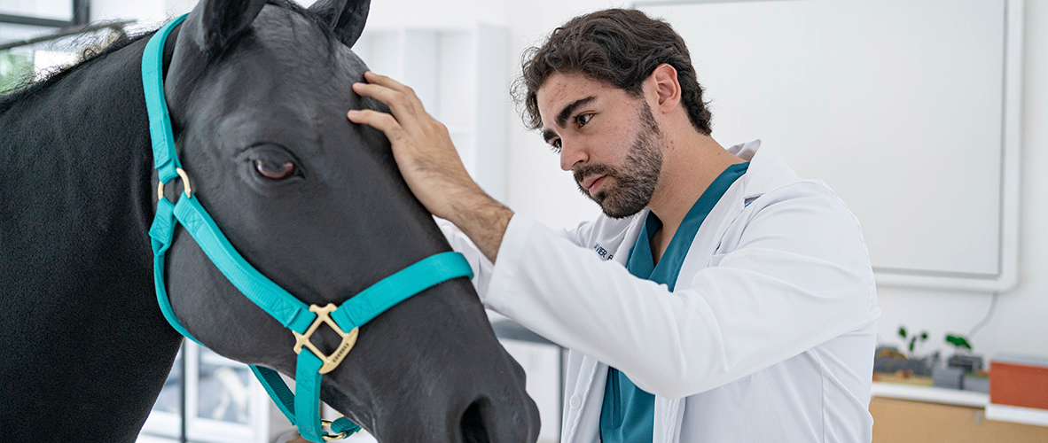 ¿Qué se necesita para ser veterinario en la actualidad?